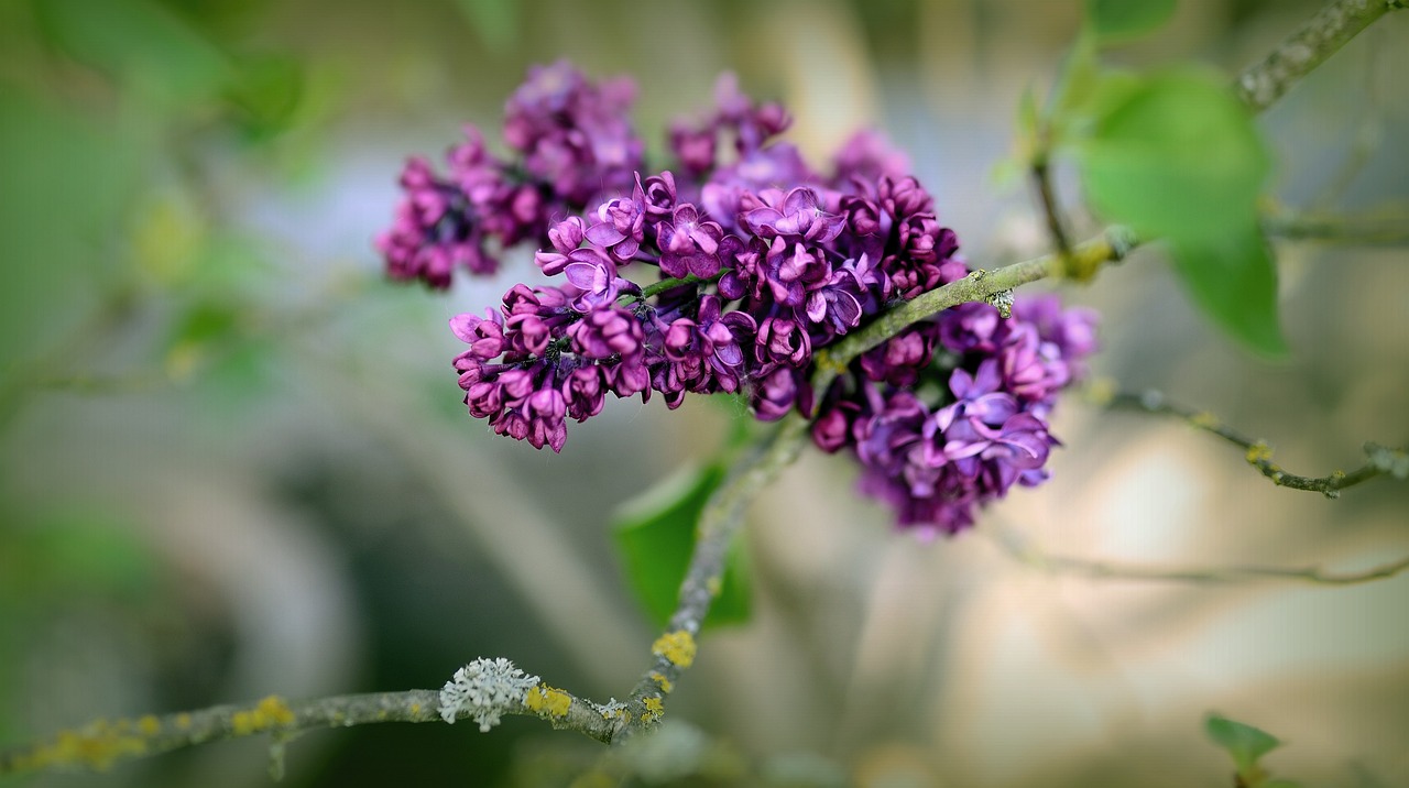 Best Plants for Growing on a Balcony Garden